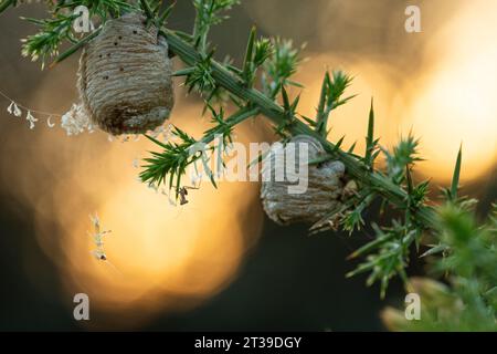 Von unten Nahaufnahme eines grünen Baumzweigs mit stacheligen Dornblättern und Mini-hängenden Zwillingskokons gegen verschwommenes reflektierendes Licht auf gelbem Hintergrund Stockfoto