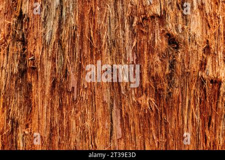 Nahaufnahme eines strukturierten alten riesigen Mammutbaums aus Holz im Wald, Cabezon de la Sal, Kantabrien, Spanien Stockfoto