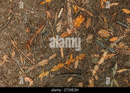 Blick von oben auf getrocknete Herbstblätter auf dem Boden im Wald, Cabezon de la Sal, Kantabrien, Spanien Stockfoto
