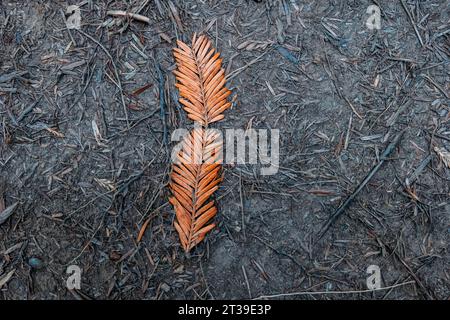 Blick von oben auf trockenen, braunen Mammutbaum, der auf irdenfarbenen Hintergrund im Wald des Naturdenkmals Secuoyas del Monte Cabezon platziert ist Stockfoto