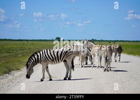 Zebras auf der Straße im Etosha Nationalpark, Namibia Stockfoto