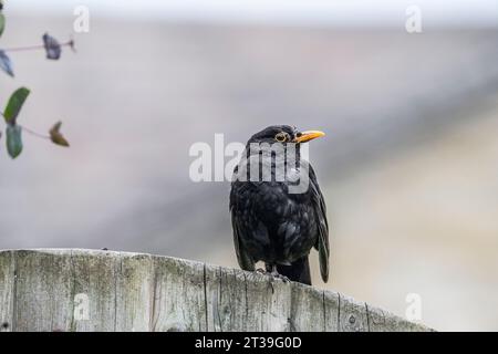 Männlicher Schwarzvogel, Turdus Merula, auf einem Tor Stockfoto