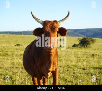 Ochse blickt in die Kamera, natürliche Umgebung Stockfoto