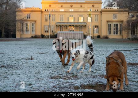 Phoebe, Leonberger Stockfoto