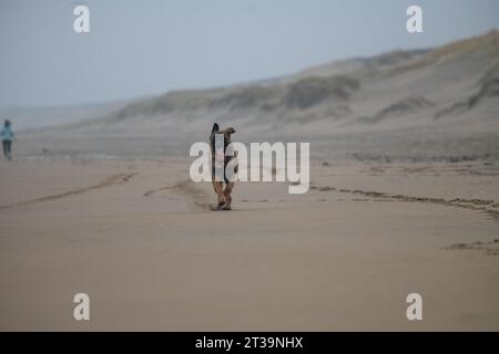 Phoebe, Leonberger Stockfoto