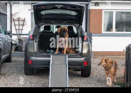 Phoebe, Leonberger Stockfoto