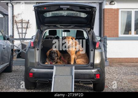 Phoebe, Leonberger Stockfoto