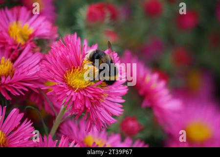 Hummel auf Asterblumen, Cambridgeshire, Großbritannien Stockfoto