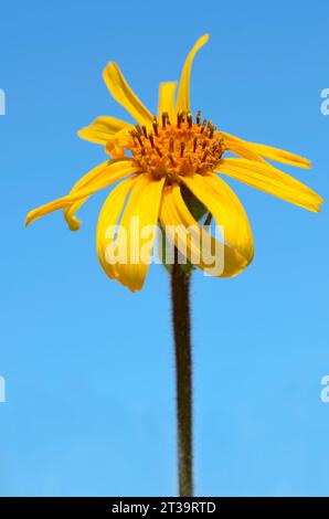 Closeup Berg Arnika Blume (Arnica Montana) auf blauen Himmelshintergrund Stockfoto