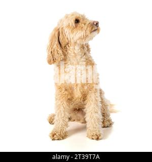 Der blonde Cockapoo-Hund sitzt quadratisch vor der Kamera und wartet auf den Befehl seines Besitzers. Stockfoto