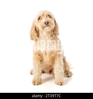 Der blonde Cockapoo-Hund sitzt quadratisch auf der Kamera und wartet aufmerksam auf den Befehl seines Besitzers. Stockfoto