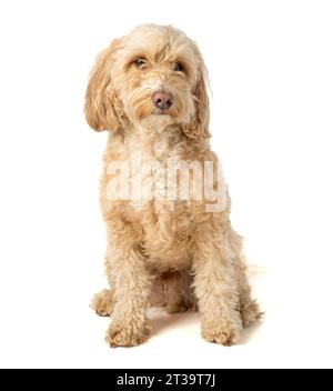 Der blonde Cockapoo-Hund sitzt quadratisch auf der Kamera und wartet aufmerksam auf den Befehl seines Besitzers. Stockfoto