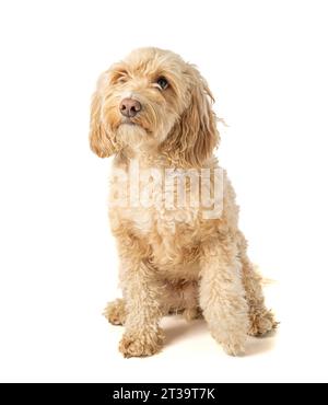 Der blonde Cockapoo-Hund sitzt quadratisch auf der Kamera und wartet aufmerksam auf den Befehl seines Besitzers. Stockfoto