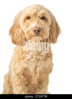 Blonder Kakapohund sitzt aufmerksam, mit Blick auf die Kamera auf weißem Hintergrund. Stockfoto