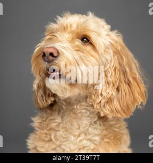 Nahaufnahme eines blonden Cockapoo-Hundes, der auf grauem Hintergrund von der Kamera wegschaut Stockfoto
