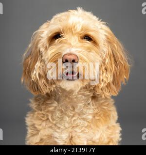 Kopf- und Schulteraufnahmen eines blonden Kakapohunds, der vor grauem Hintergrund in die Kamera schaut. Stockfoto