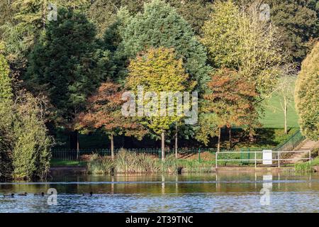 Bäume ändern ihre Farbe, wenn sich der Herbst nähert, in Abington Park, Northampton, England, Großbritannien. Stockfoto