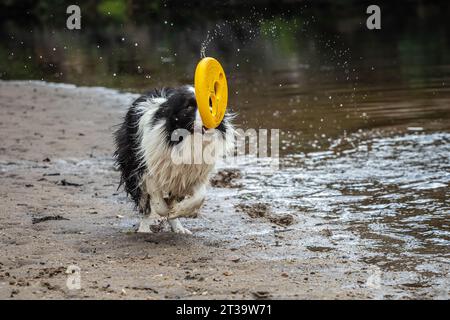 Ein temperamentvoller schwarz-weißer Border Collie plätschert fröhlich in einem See und hält stolz eine gelbe Frisbee in seinem Mund, während ein verspieltes Wasserspiel stattfindet Stockfoto