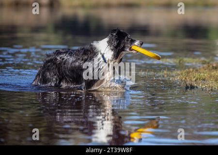 Ein temperamentvoller schwarz-weißer Border Collie plätschert fröhlich in einem See und hält stolz eine gelbe Frisbee in seinem Mund, während ein verspieltes Wasserspiel stattfindet Stockfoto