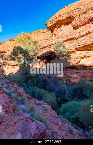 MacDonnell Ranges Cycads (Macrozamia macdonnellii) und Sapling River Red Gums tief im Garden of Eden Valley im Kings Canyon, NT, Australien Stockfoto