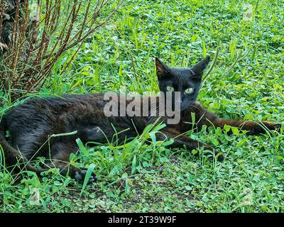 Eine schöne schwarze Katze mit grünen Augen liegt auf dem grünen Rasen. Weichzeichner. Stockfoto