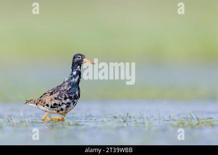 Ruff, Calidris pugnax, jagen im flachen Wasser Stockfoto