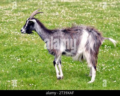 Graue und weiße Ziege (Capra aegagrus hircus), langhaarig auf Gras und vom Profil aus gesehen Stockfoto