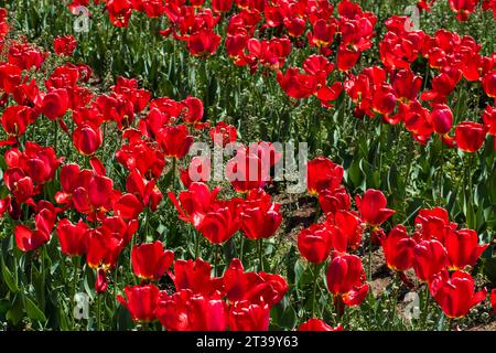 Kashmir's Kaleidoscope: Das zauberhafte Tulpenfest im Indira Gandhi Tulip Garden Stockfoto