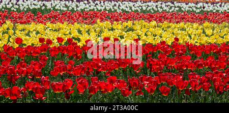 Kashmir's Kaleidoscope: Das zauberhafte Tulpenfest im Indira Gandhi Tulip Garden Stockfoto