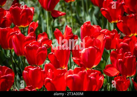 Kashmir's Kaleidoscope: Das zauberhafte Tulpenfest im Indira Gandhi Tulip Garden Stockfoto