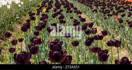 Kashmir's Kaleidoscope: Das zauberhafte Tulpenfest im Indira Gandhi Tulip Garden Stockfoto