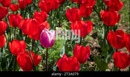 Kashmir's Kaleidoscope: Das zauberhafte Tulpenfest im Indira Gandhi Tulip Garden Stockfoto