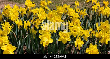 Kashmir's Kaleidoscope: Das zauberhafte Tulpenfest im Indira Gandhi Tulip Garden Stockfoto