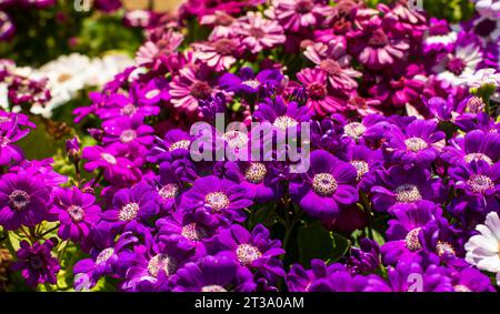 Kashmir's Kaleidoscope: Das zauberhafte Tulpenfest im Indira Gandhi Tulip Garden Stockfoto