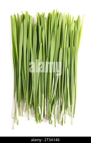 Frisches Weizengras. Ein Bündel gekeimter erster Blätter des Weichweizens, Triticum aestivum, das als Nahrung, Getränk oder Nahrungsergänzungsmittel verwendet wird. Stockfoto