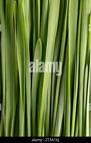 Weizengras, Nahaufnahme. Ein Bündel frischer Blätter von gekeimtem Weichweizen, Triticum aestivum, das als Nahrung, Getränk oder Nahrungsergänzungsmittel verwendet wird. Stockfoto