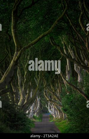 Die dunklen Hecken sind eine Allee von Buchen, die im 18. Jahrhundert von der Familie Stuart gepflanzt wurde. Die Bäume sind zu einem natürlichen Tunnel gewachsen Stockfoto