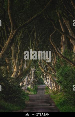 Die dunklen Hecken sind eine Allee von Buchen, die im 18. Jahrhundert von der Familie Stuart gepflanzt wurde. Die Bäume sind zu einem natürlichen Tunnel gewachsen Stockfoto