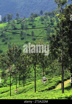 Wunderschöner üppiger grüner Teegarten von Coonoor, der sich auf den Ausläufern des nilgiri Berges in der Nähe der Oooty Hill Station in tamilnadu in südindien befindet Stockfoto