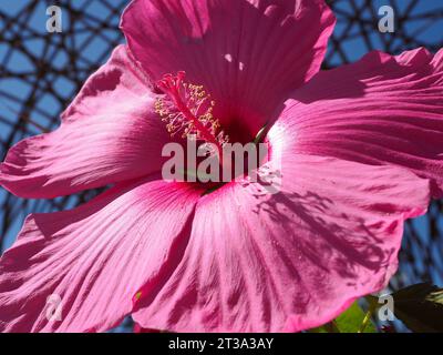 Makro mit rosafarbener Hibiskusblume und Blick auf die Vorderseite des französischen Gartens Stockfoto