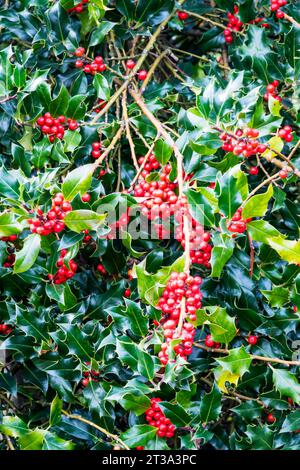 Rote Beeren auf einem stechpalmenstrauch, Ilex aquifolium. Stockfoto