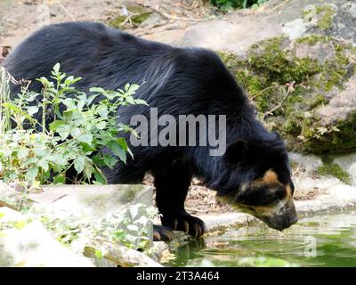 Anden-Bär (Tremarctos Ornatus) Weiher inmitten der Vegetation, auch bekannt als der Brillenbär Stockfoto