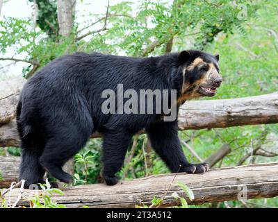 Andenbär (Tremarctos ornatus), auch bekannt als Brillenbär, und gehen auf einem Baumzweig und vom Profil aus gesehen Stockfoto