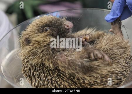 Yate, South Glos, Großbritannien. Oktober 2023. Gavin, der Igel wird gewogen. Der Herbst ist immer eine geschäftige Zeit für das Igel-Zentrum, aber die Gründerin Yvonne Cox berichtet, dass dies ihr geschäftigster aller Zeiten ist, da das Telefon immer klingelt. Besonders gefährdete Igel sind kleine Jungtiere, die zu klein sind, um überwintert zu werden und Gewicht zunehmen müssen, bevor sie wieder in die Wildnis gelangen können. Andere Risiken sind Lagerfeuer im Garten, unachtsame Gartenarbeit und Haustiere. Quelle: JMF News/Alamy Live News Stockfoto