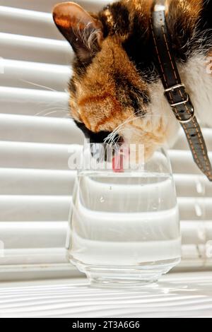 Die dreifarbige Katze trinkt Wasser aus einem transparenten Glasbecher auf einem Hintergrund mit weißen Rollen. Ein Haustier mit Lederkragen in den Sonnenstrahlen taut Durst auf. Nahaufnahme Stockfoto