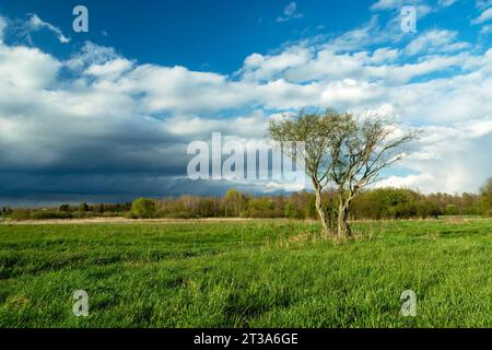 Ein Busch wächst auf einer grünen Wiese und einem bewölkten Himmel, Frühlingstag Stockfoto