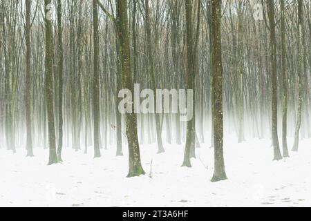 Nebel in einem schneebedeckten dichten Wald, Dezembertag Stockfoto