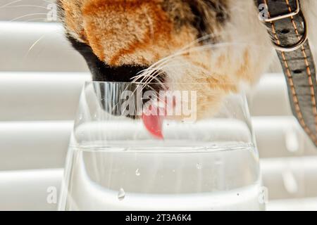 Die dreifarbige Katze trinkt Wasser aus einem transparenten Glasbecher auf einem Hintergrund mit weißen Rollen. Ein Haustier mit Lederkragen in den Sonnenstrahlen taut Durst auf. Nahaufnahme Stockfoto