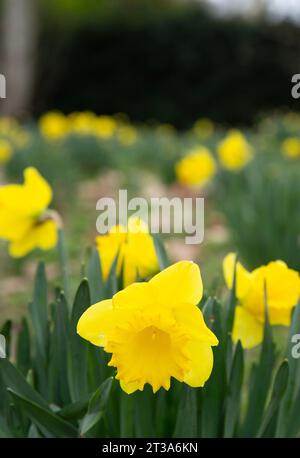 Narzissen blühen, während die Menschen ihre Zeit im Regent’s Park, London, verbringen. Stockfoto