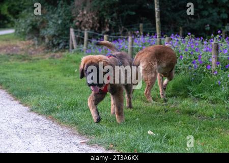 Phoebe, Leonberger Stockfoto
